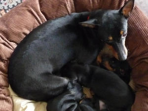 Dilly and babies