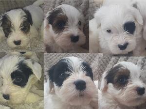 Pups aged 5 weeks