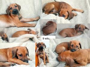 Nikki Pups 9 weeks old