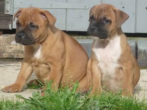 Last years litter - Jack x Connie