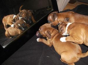 Pups 9 week