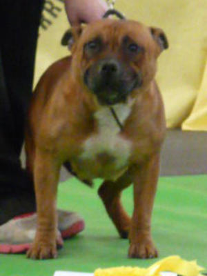Fidget @ East Midlands Club Show