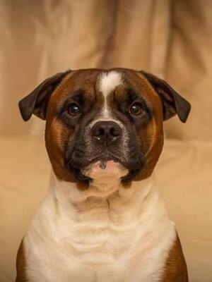 Jolihem Kingpin line bred to Ch JolihemDreadnought