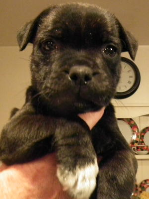One puppy dog still for sale
