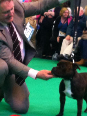 Lilly winning Junior bitch class Crufts 2013