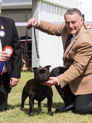 Best Puppy in Breed at Southern Counties Ch. show