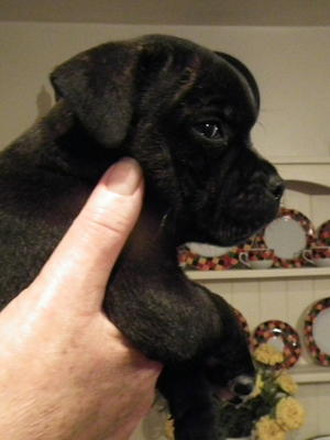 A side view of the same puppy