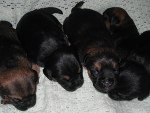 Puppies at 2 weeks