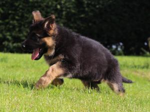6 weeks of age