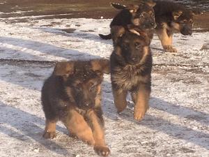 Fun in the Snow