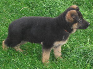 Male Puppy