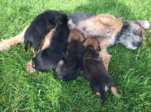 Puppies