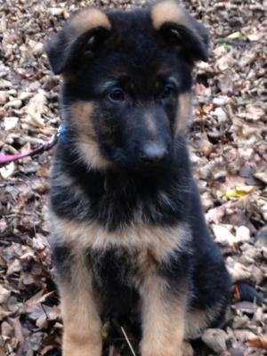 Male Puppy