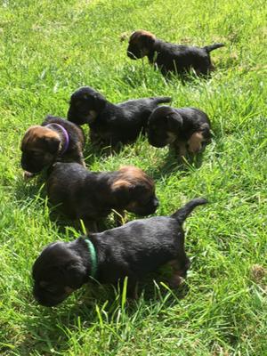 Puppies @ 4 weeks
