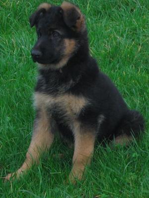 Male Puppy