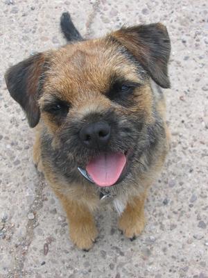 Tallulah ( all grown up)