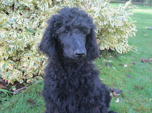 Pup 11 weeks