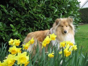 Carristina Summer Rhapsody