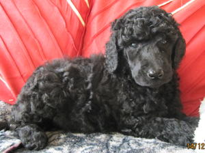 Puppy aged 6 weeks