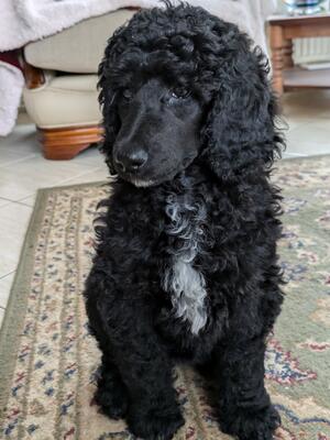 Roxy at 9 weeks old