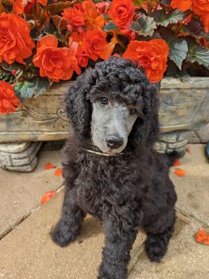Carristina Shooting Star 8 week old puppy dog