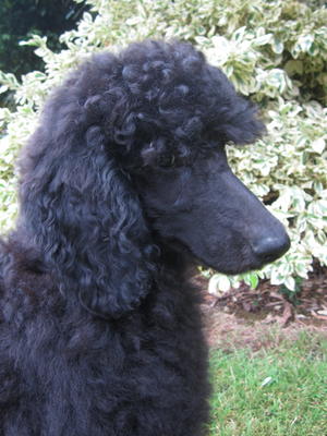 Pup 12 weeks old