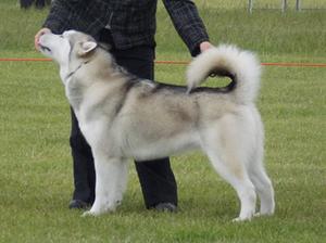 Breeze Winning Junior Bitch