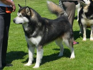 Kaiser