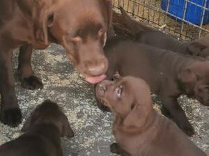 mothers love