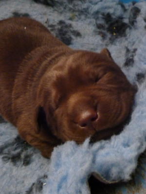 boy puppy
