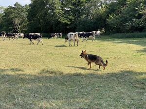 Bringing the cattle in for milking