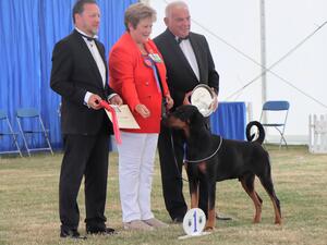 Ch Manzart Wise Guy. Best In Show Driffield 2022