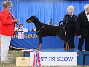Ch Manzart Wise Guy.Best in Show at Driffield 2022