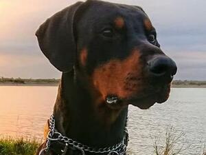 Archie