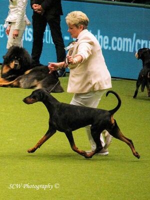 'Vogue' winning WG4 Crufts 2020