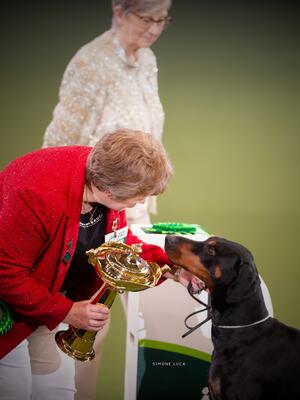 Ch Manzart Wise Guy Working Group 1 Crufts '23