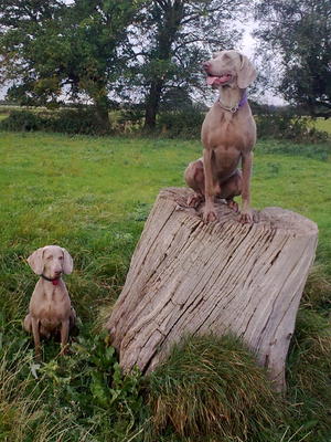 Same stump but Anna now on the ground!