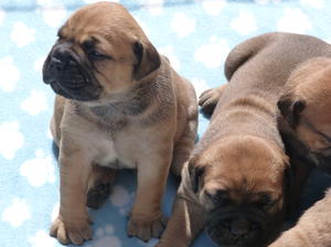 Just over 3 weeks old