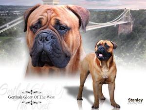 Gertlush Glory of the West