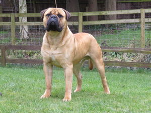 Sire: Trebrad Swagger Jagger