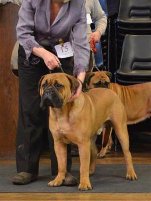 Gertlush Glory of the West 9 months old