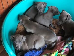 Previous litter