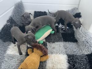 pups