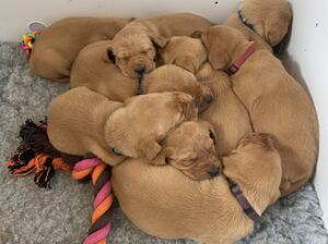 Some of our puppies