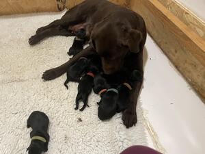 Mum & Puppies Day 2