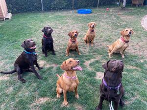 All our dogs plus puppy