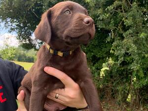 Chocolate Yellow Collar Boy