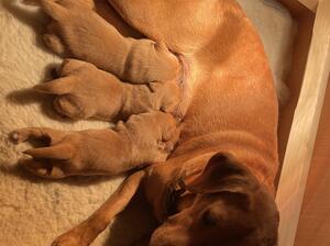 Jessica and Puppies