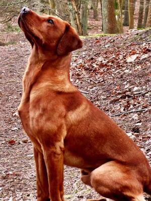 Sire - Theodore Pine
