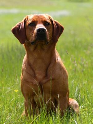 Sire - Ted